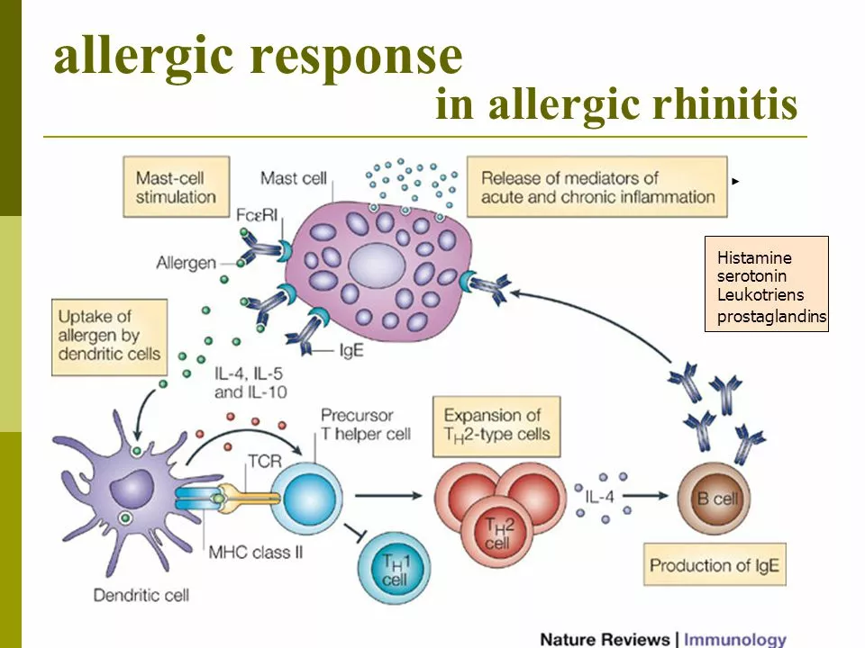 The Role of Hormones in Allergic Disorders